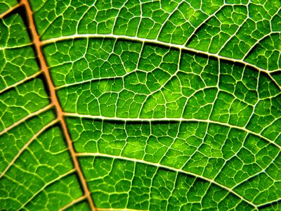 Foliage autumn plant
