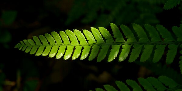 Plants nature sunshine