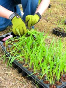 Plug Tray for Meadow Planting
