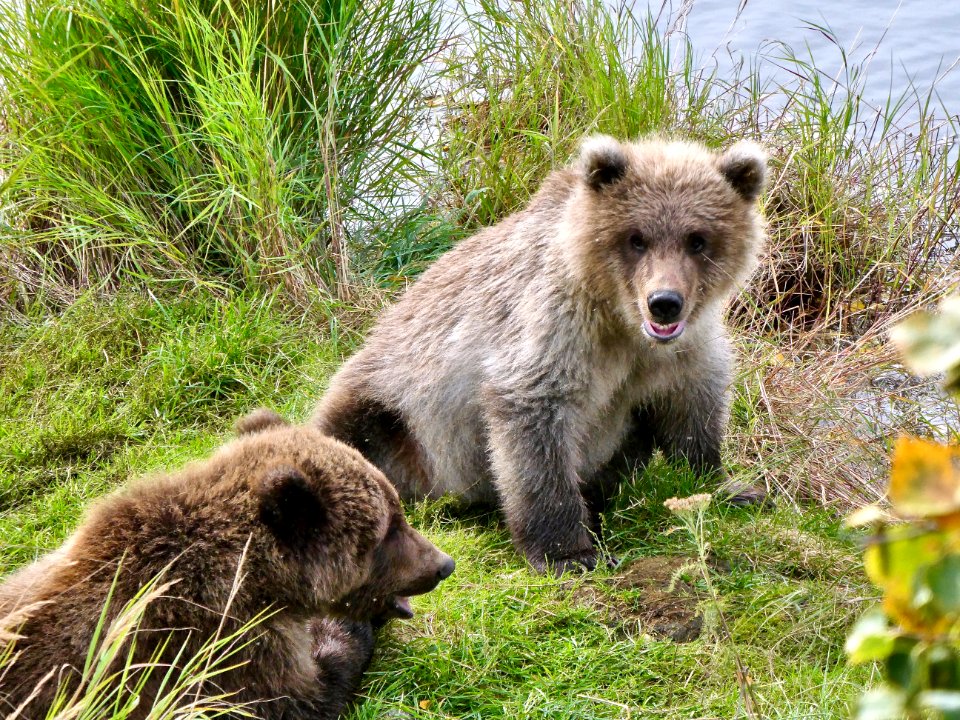 719 cubs NPS Photo/N. Boak
