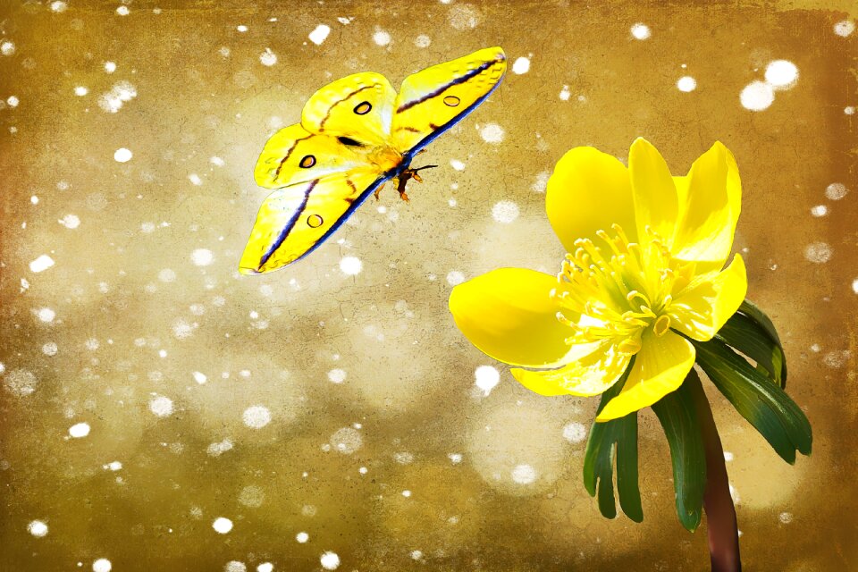 Flower blossom bloom