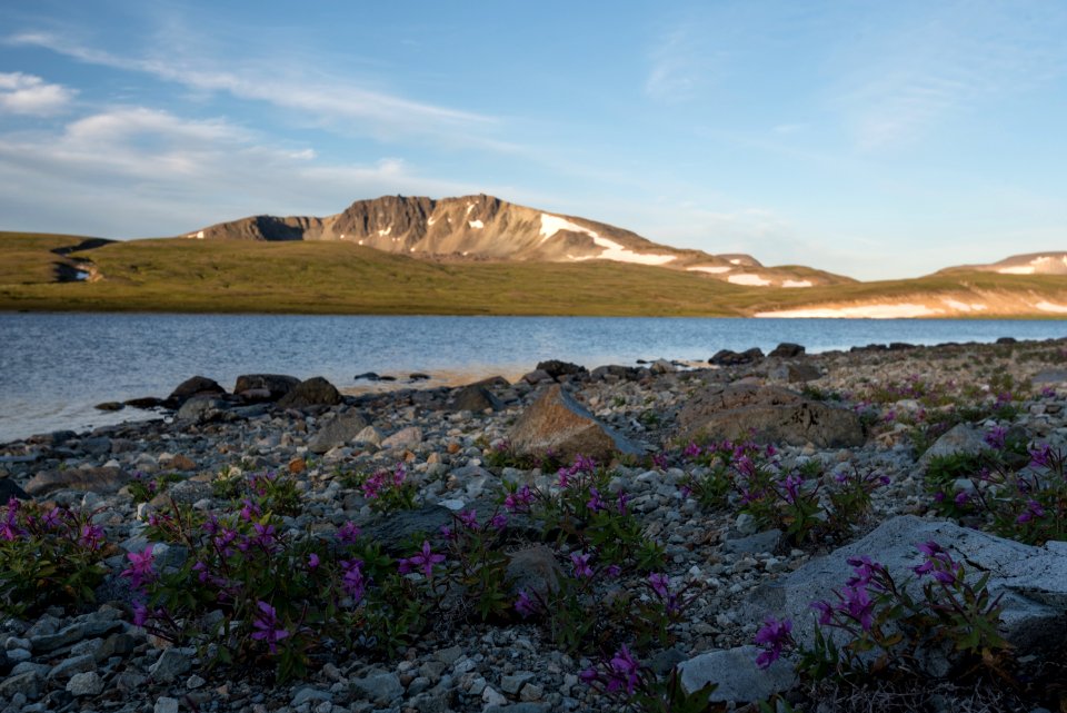 Wildflowers adorn the  lakeshore at Mirror Lake NPS Photo/Russ Taylor