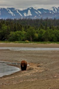 Bear 32 on Naknek beach  NPS Photo/R. Jensen