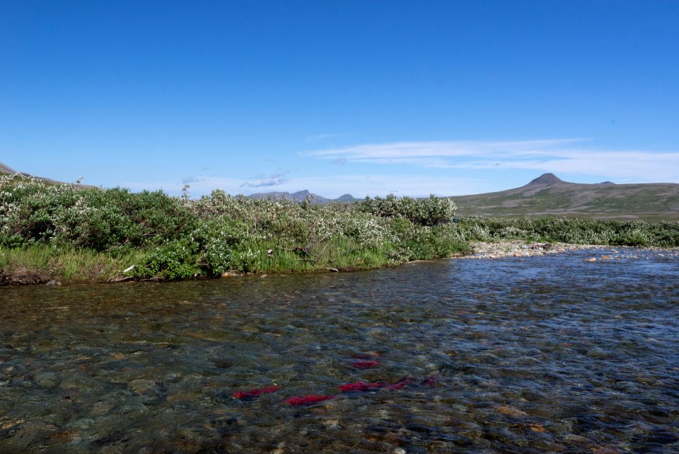 Salmon in a backcountry stream, Katmai Preserve NPS Photo/Russ Taylor