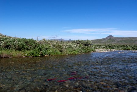 Salmon in a backcountry stream, Katmai Preserve NPS Photo/Russ Taylor