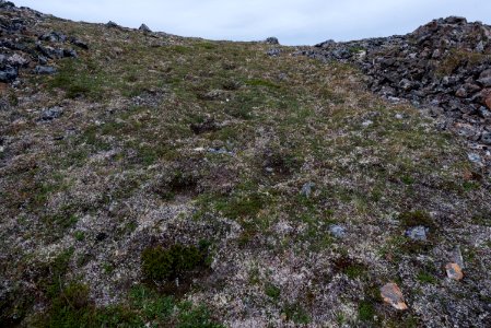 Bear tracks from annual migrations, Katmai Preserve NPS Photo/Russ Taylor