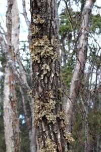 Lichen