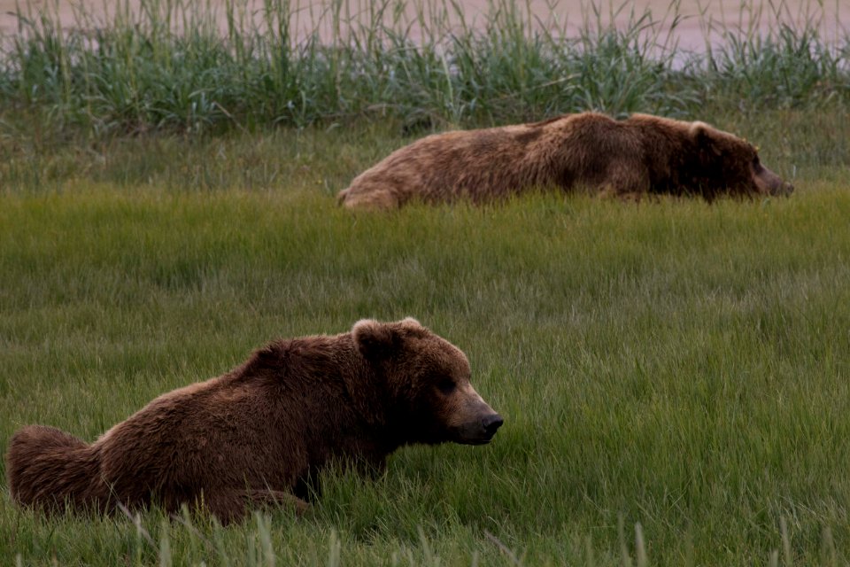 Swikshak-Bears26-JPaluh-6-20-18-51
