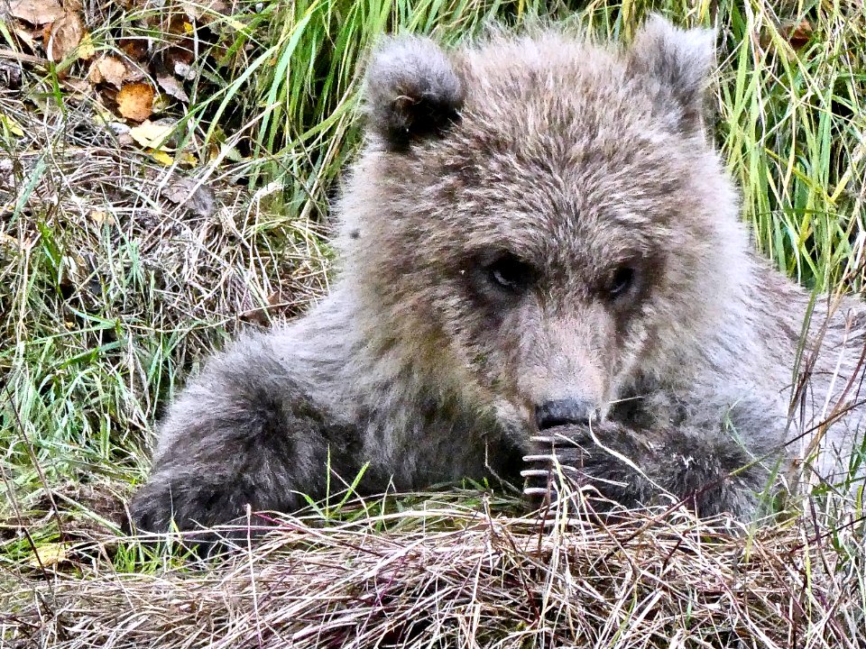 719 cub NPS Photo/ N. Boak