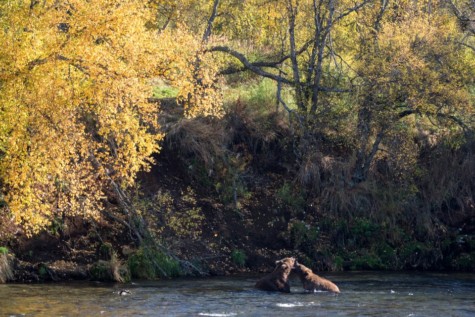 Bears play near Brooks Falls in Autumn NPS Photo/Russ Taylor