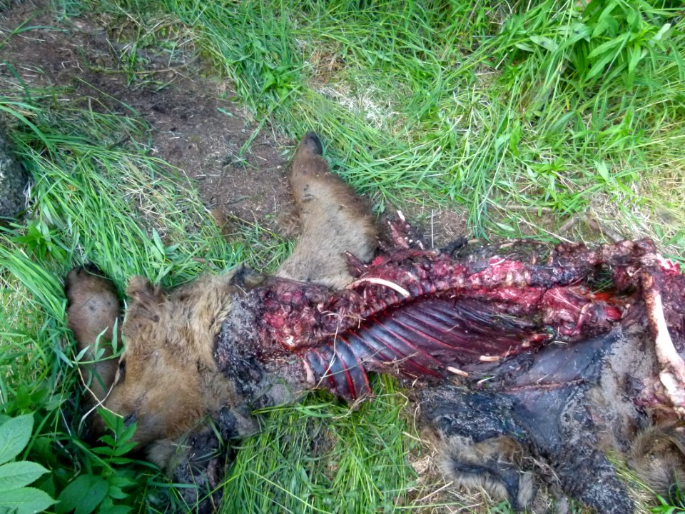 130 Bear carcass 11 07012014