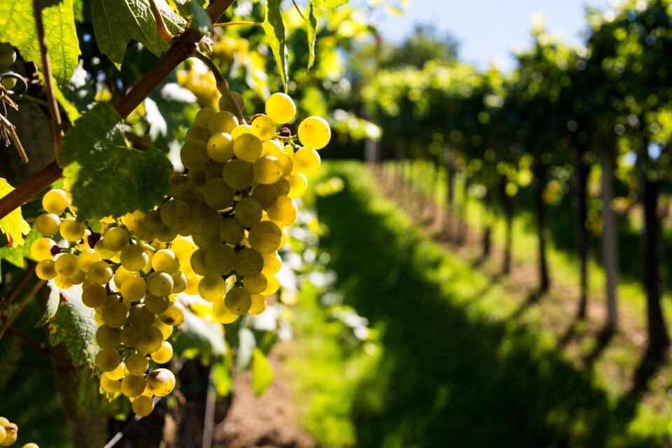 Vine nature autumn