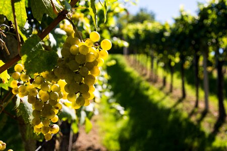 Vine nature autumn