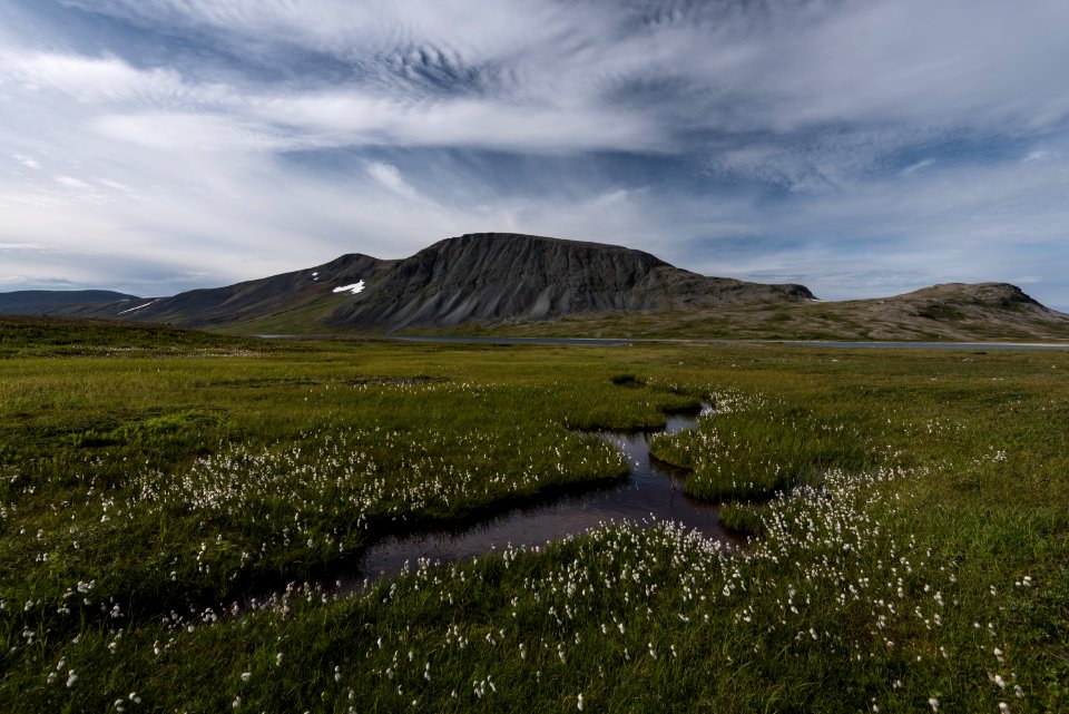 Cottongrass adorns a stream in the Katmai Wilderness NPS Photo/Russ Taylor