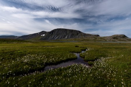 Cottongrass adorns a stream in the Katmai Wilderness NPS Photo/Russ Taylor