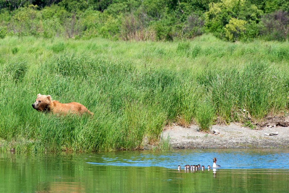A brown bear passes a family of mergansers NPS Photo/R. Taylor