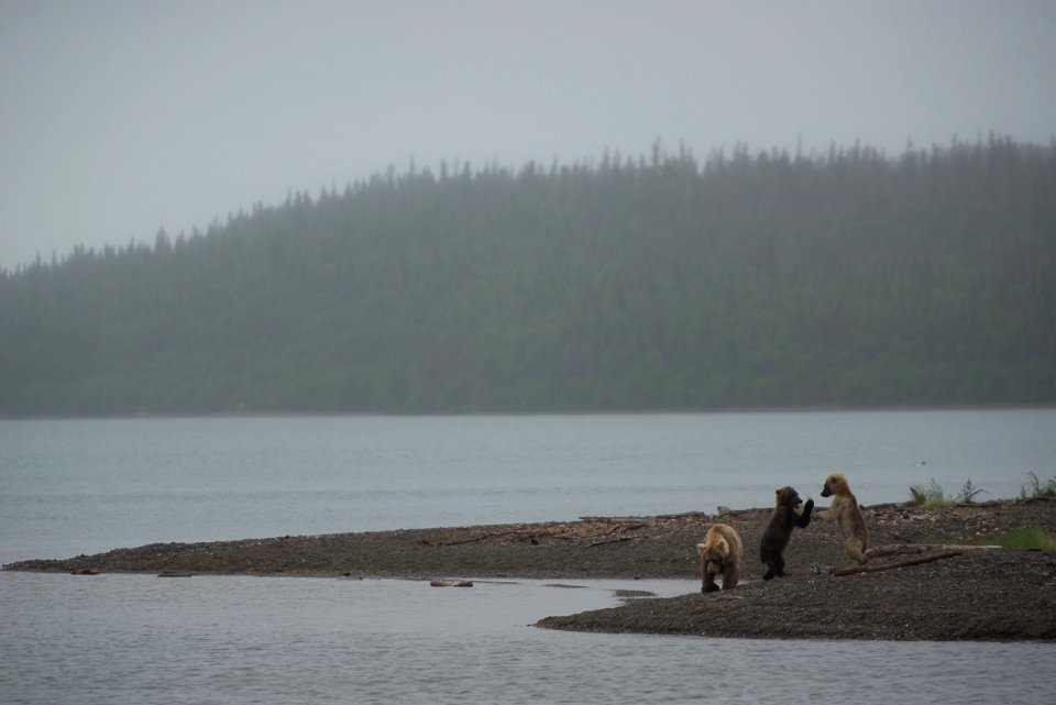 Bear 435 Holly & cubs NPS Photo/R. Taylor