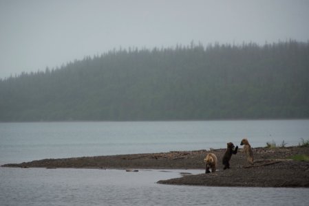 Bear 435 Holly & cubs NPS Photo/R. Taylor