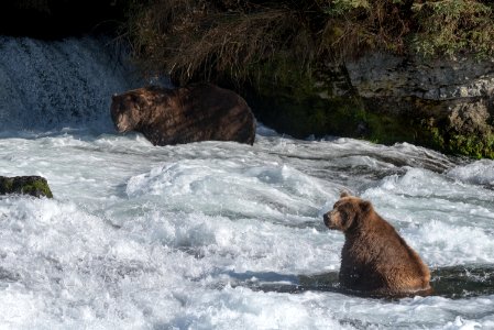 Bears 856 and 812 at Brooks Falls, 2018