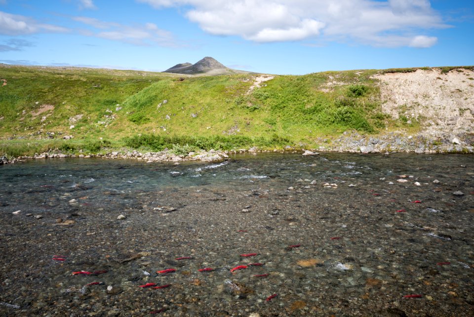 Salmon in a backcountry stream NPS Photo/Russ Taylor