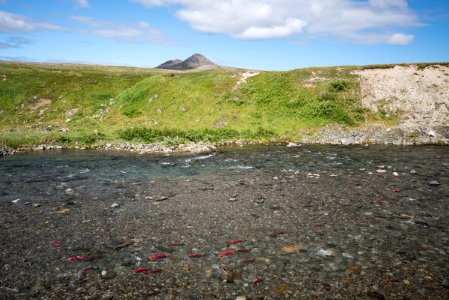Salmon in a backcountry stream NPS Photo/Russ Taylor