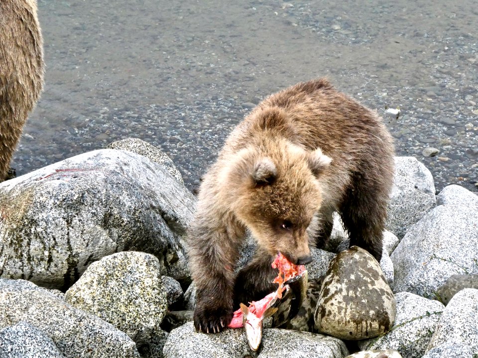 719 hungry cub NPS Photo/ N. Boak