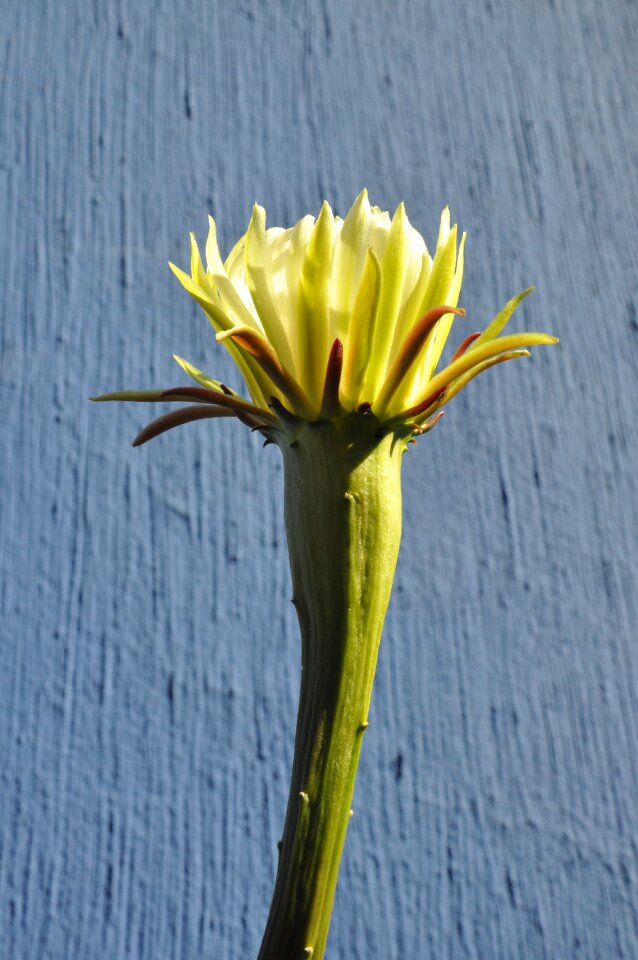 Plant petal grown up