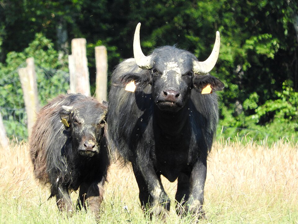 Water buffalo african buffalo wild animals