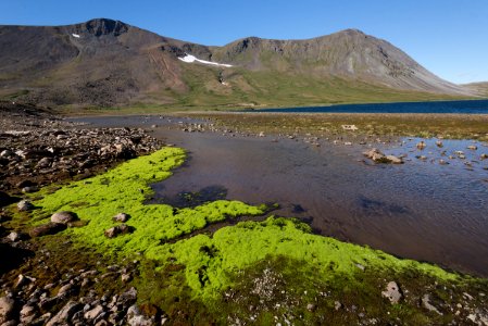 Bright green mosses grow in snowmelt on the edge of Mirror Lake NPS Photo/Russ Taylor