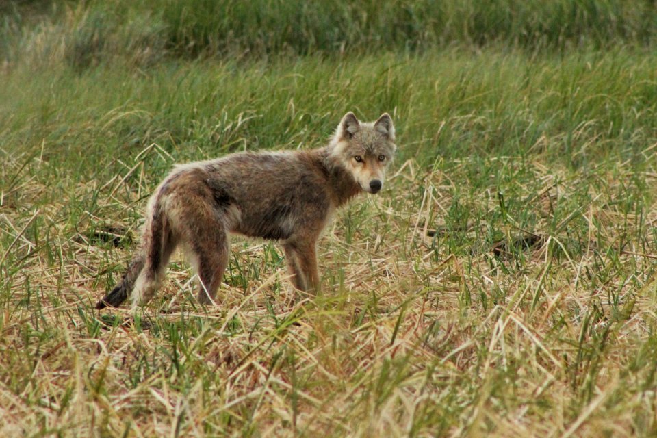 Wolf NPS Photo/ R. Jensen