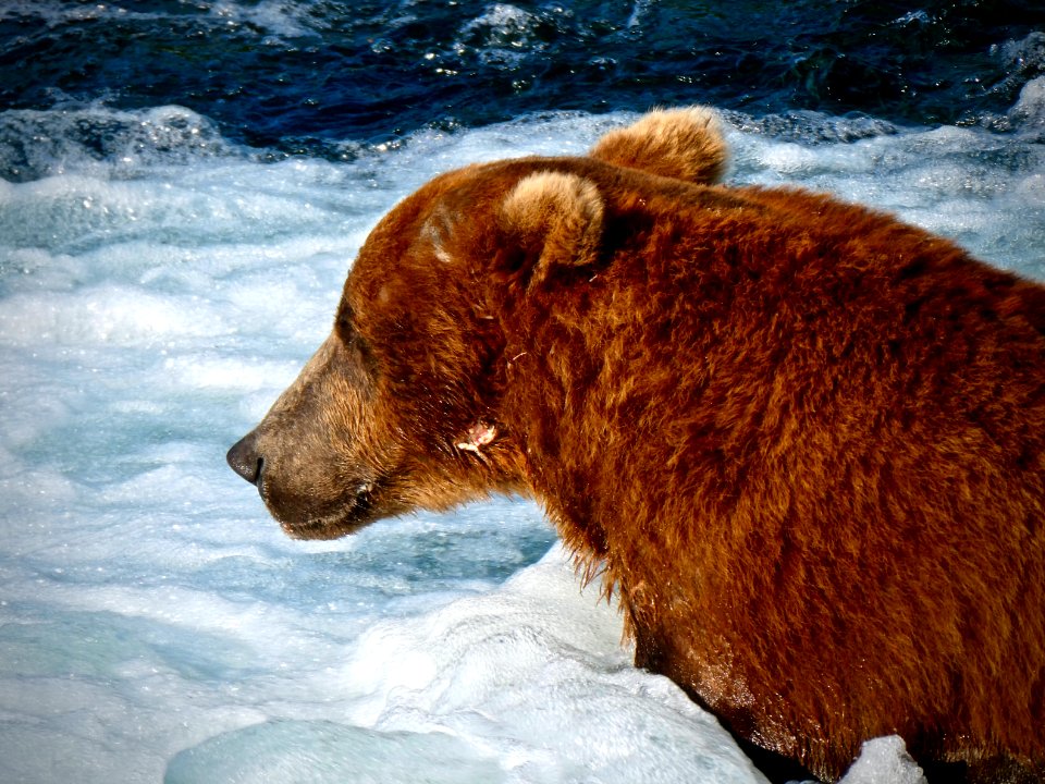 Brooks' Most Dominant Bear 856  NPS Photo/ N. Boak