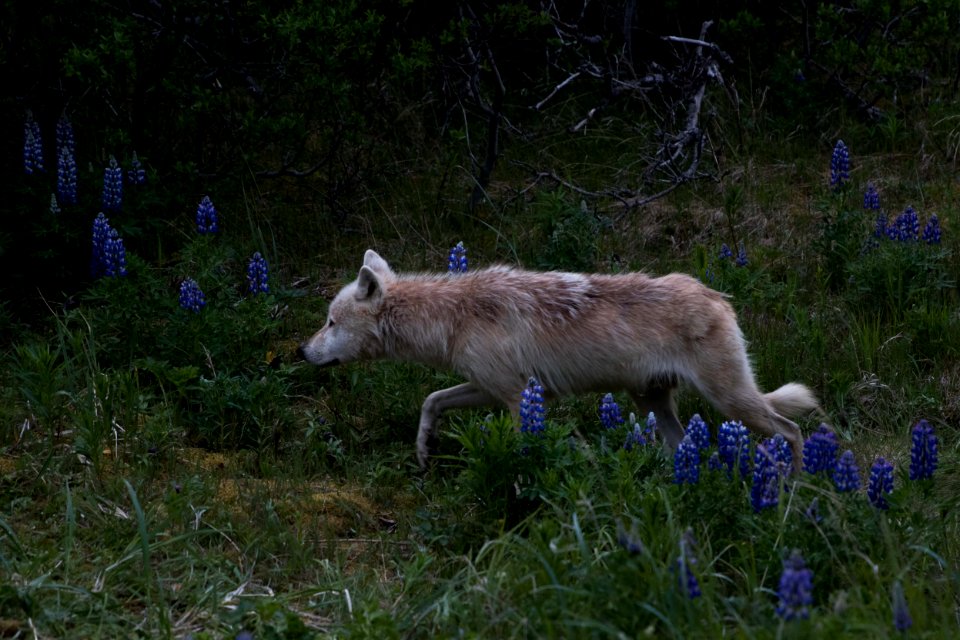 Swikshak-wildlife4-JPaluh-6-20-18