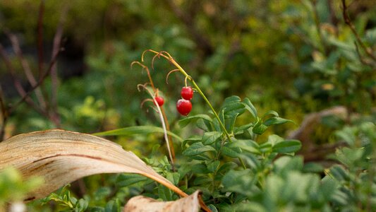 Nature fresh food