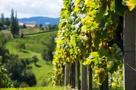 Vine nature autumn
