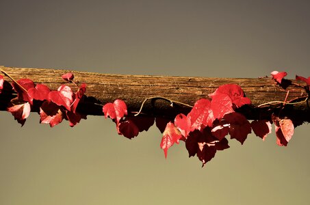 Autumn leaf branch