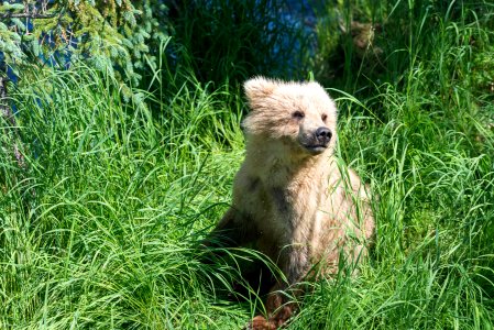 Bear 128 Grazers 2nd year cub photo