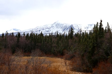 Bog behind LR Platform