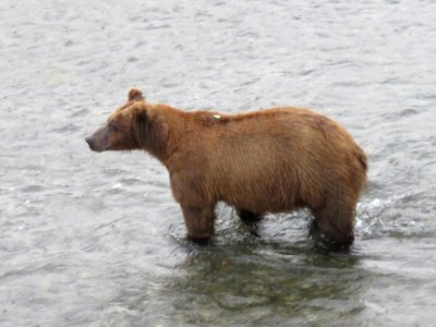 Bear #87