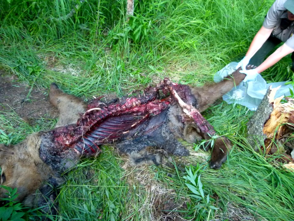 130 Bear carcass 12 07012014