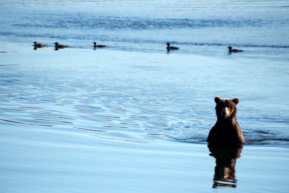 A brown bear looks for salmon NPS Photo/Russ Taylor