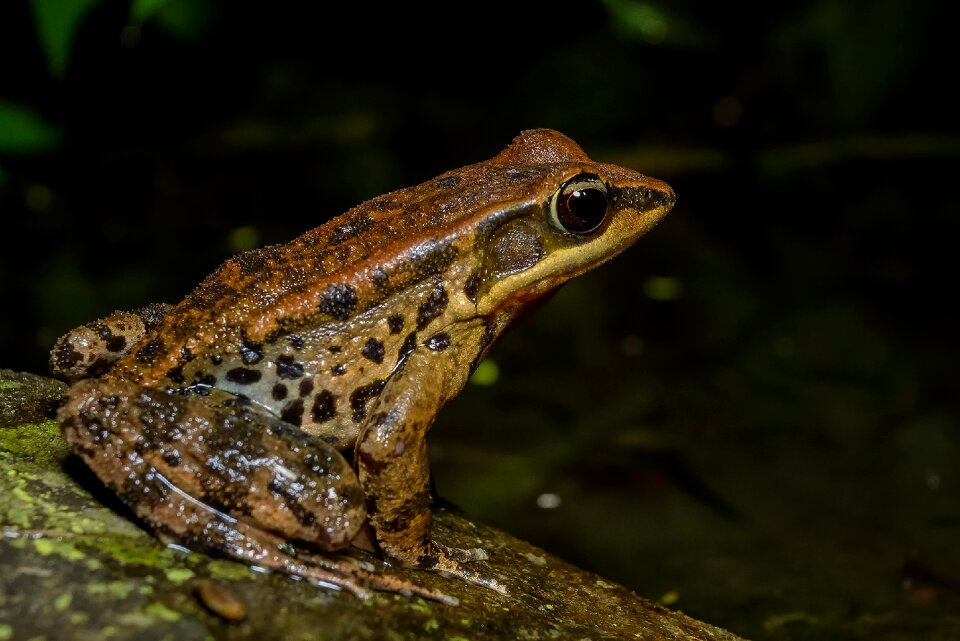 Frog amphibians Free photos
