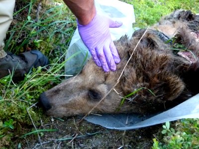 130 Bear carcass 15 07012014