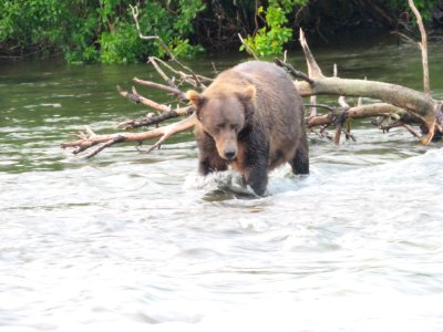 Bear #58