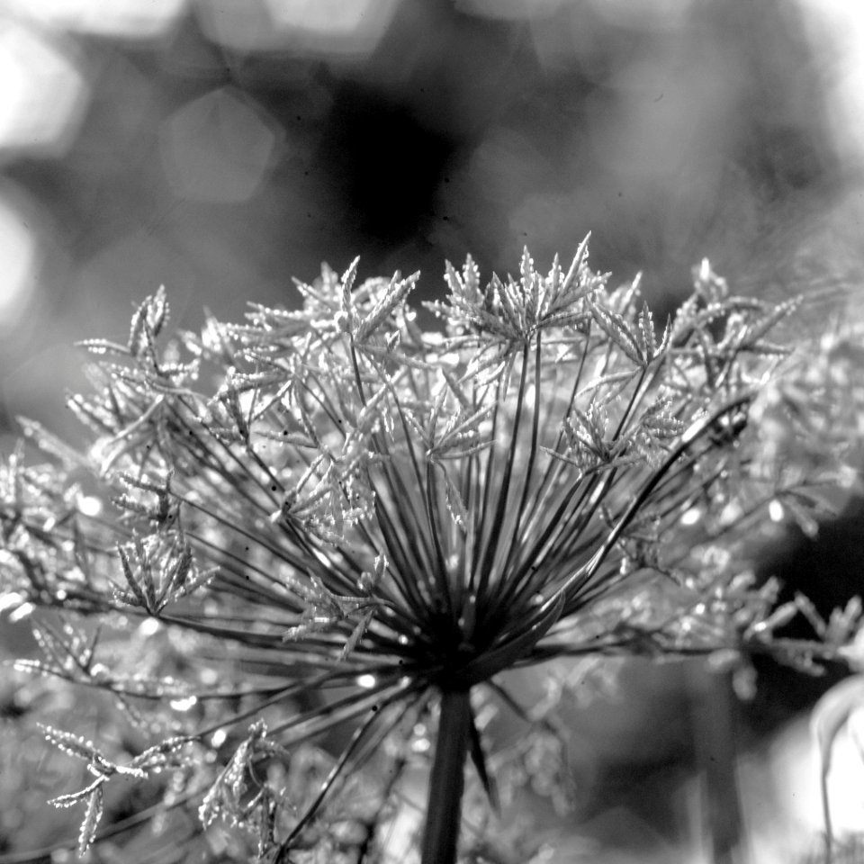 Dwarf Papyrus Cyperus haspans