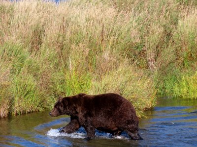 Bear #474