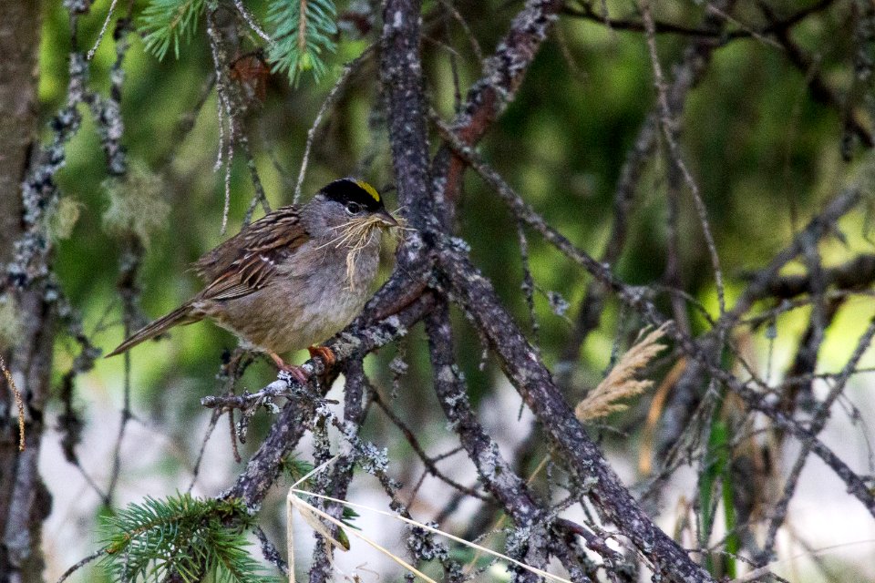 Golden Crowned Sparrow with nesting material - Photo Courtesy Anela Ramos