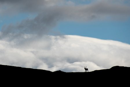 Caribou silhouette on a ridgeline, Katmai Preserve NPS Photo/Russ Taylor