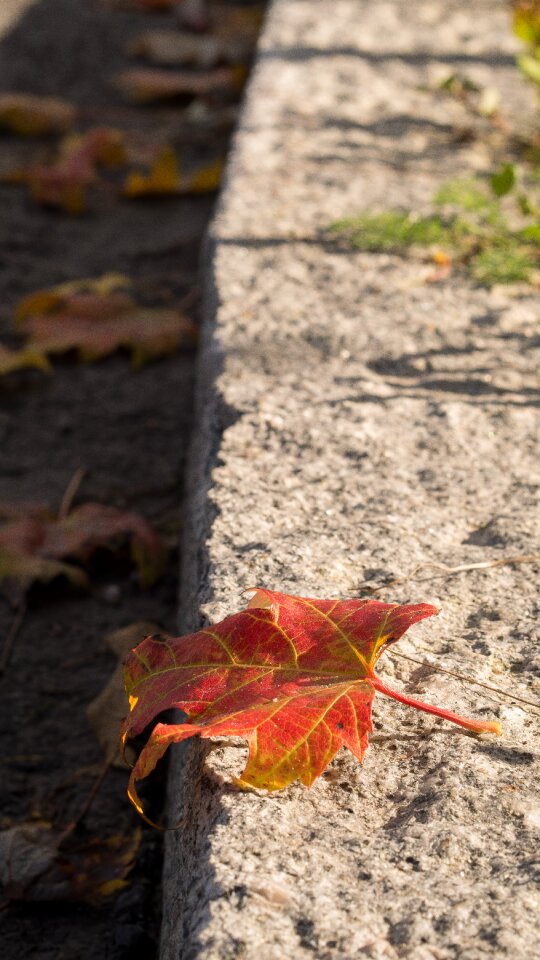 Nature foliage natural