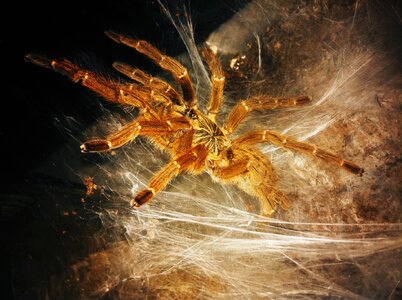 Animal insect arachnid