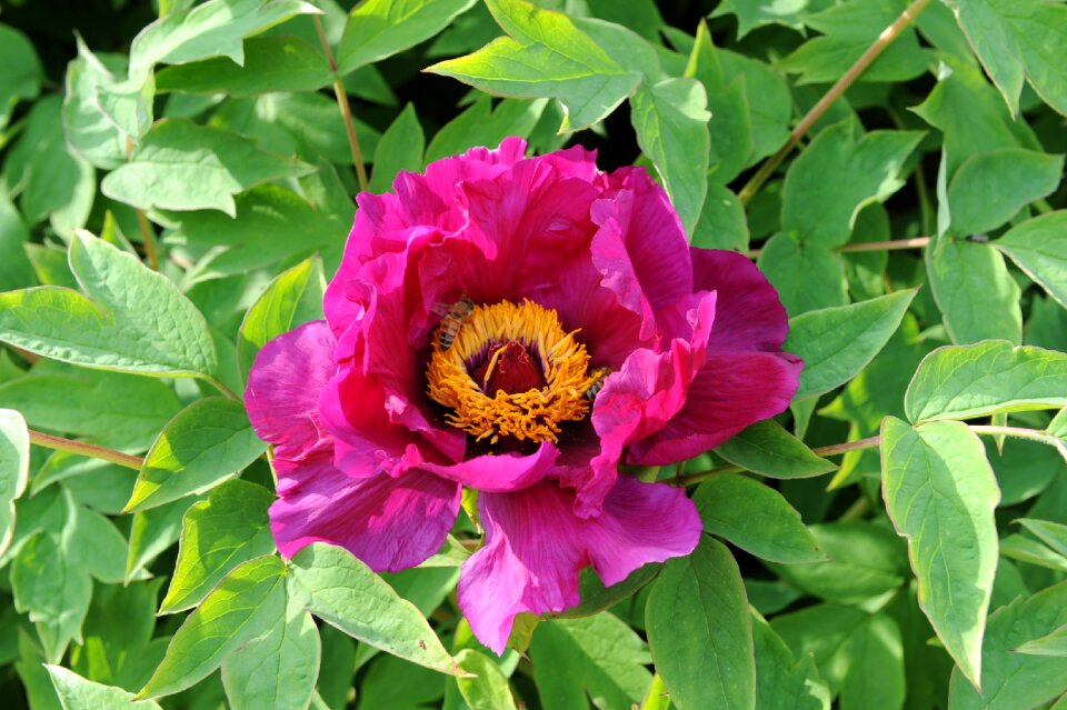 Spring peony flowers